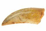 Serrated Raptor Tooth - Real Dinosaur Tooth #333317-1
